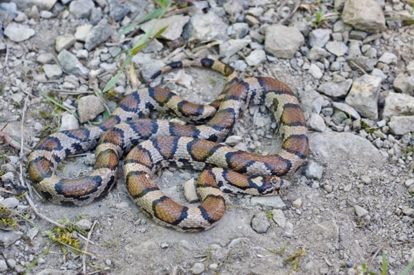 Eastern Milksnake (Lampropeltis triangulum)