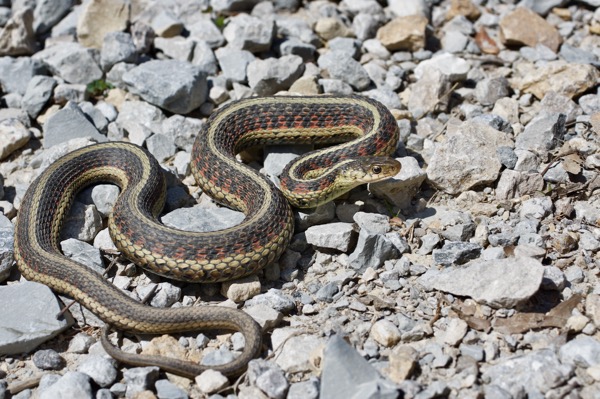 Red-sided Gartersnake (Thamnophis sirtalis parietalis)