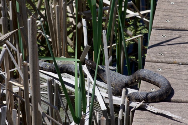 Common Watersnake (Nerodia sipedon sipedon)