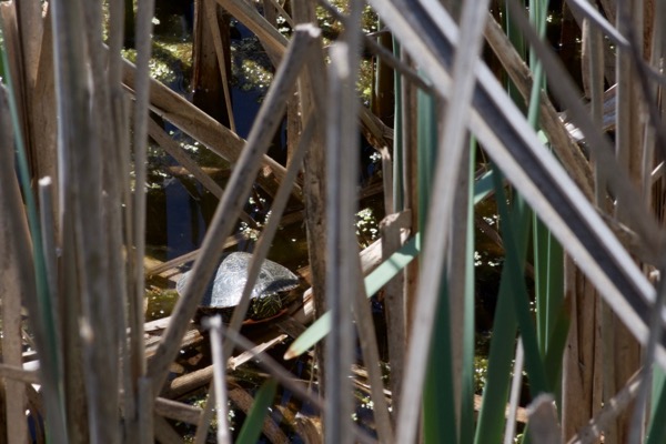 Western Painted Turtle (Chrysemys picta belli)