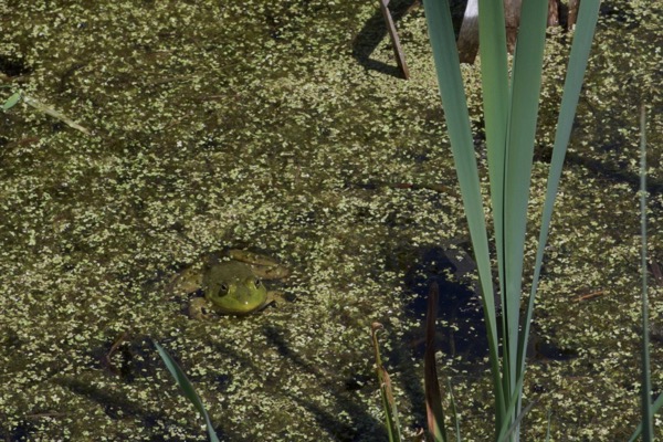 American Bullfrog (Lithobates catesbeianus)