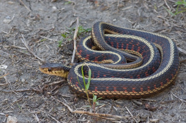 Red-sided Gartersnake (Thamnophis sirtalis parietalis)