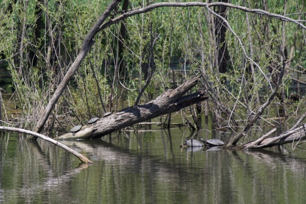 Northern False Map Turtle (Graptemys pseudogeographica pseudogeographica)