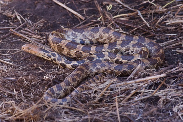 Western Foxsnake (Pantherophis ramspotti)