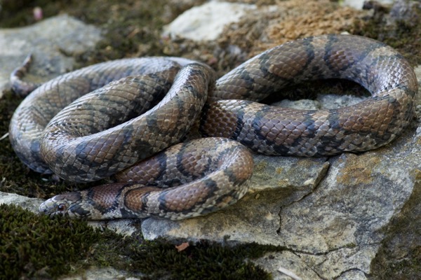 Eastern Milksnake (Lampropeltis triangulum)