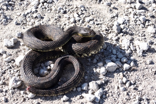 Northern Diamond-backed Watersnake (Nerodia rhombifer rhombifer)