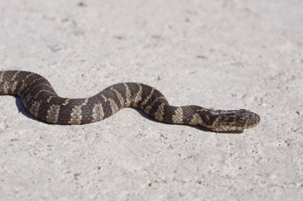 Common Watersnake (Nerodia sipedon sipedon)