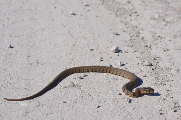 Northern Diamond-backed Watersnake (Nerodia rhombifer rhombifer)