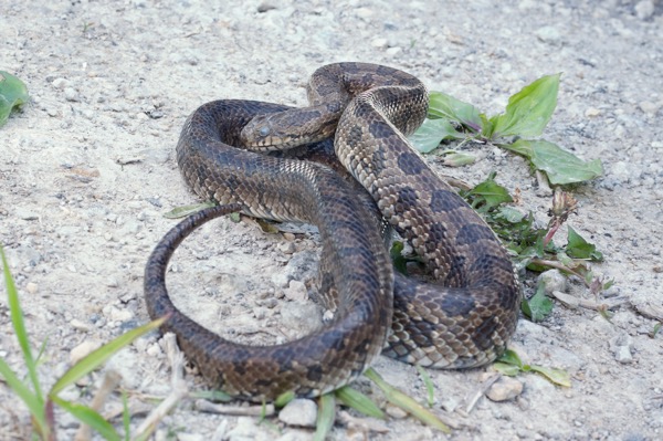 Prairie Kingsnake (Lampropeltis calligaster)