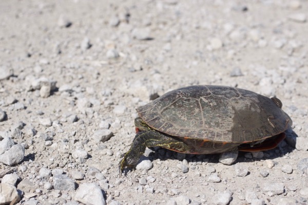 Western Painted Turtle (Chrysemys picta belli)