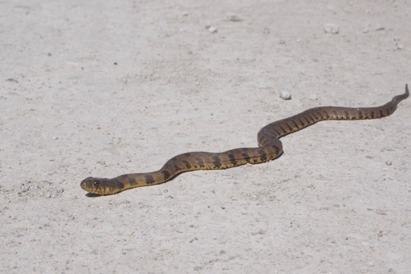 Northern Diamond-backed Watersnake (Nerodia rhombifer rhombifer)