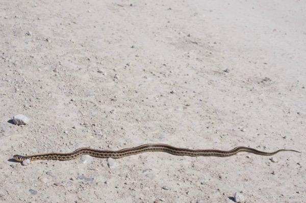 Plains Gartersnake (Thamnophis radix)