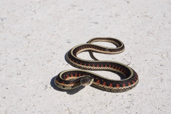 Red-sided Gartersnake (Thamnophis sirtalis parietalis)