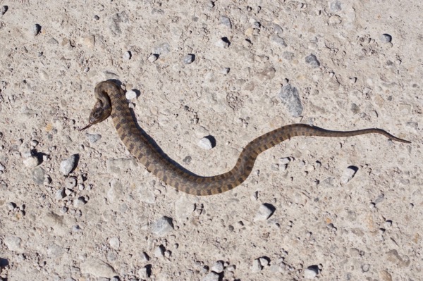 Northern Diamond-backed Watersnake (Nerodia rhombifer rhombifer)