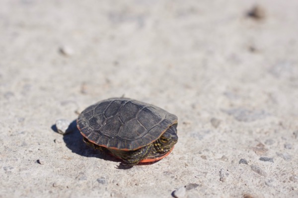 Western Painted Turtle (Chrysemys picta belli)