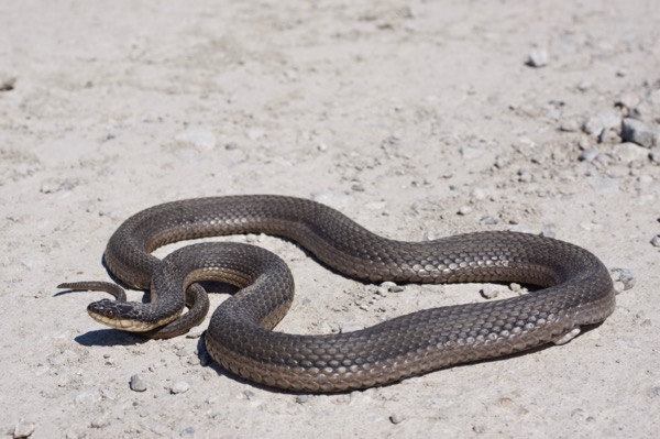 Graham’s Crawfish Snake (Regina grahamii)