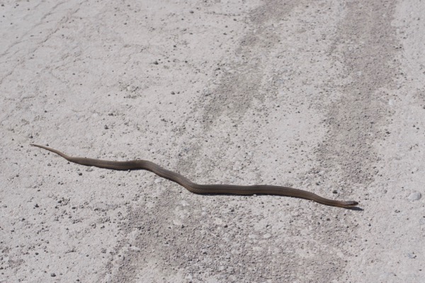 Graham’s Crawfish Snake (Regina grahamii)