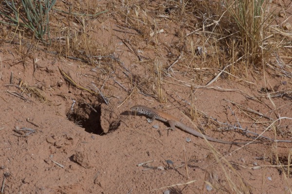 Plateau Tiger Whiptail (Aspidoscelis tigris septentrionalis)