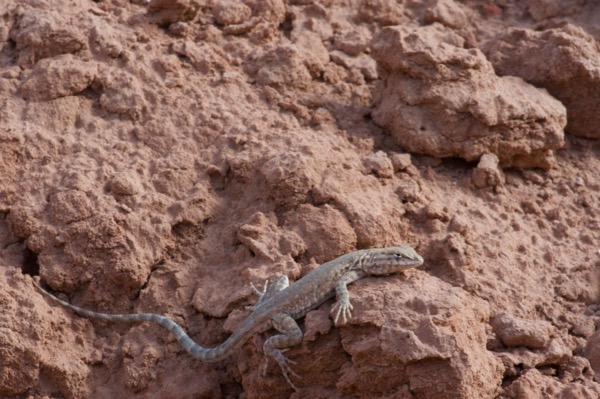 Plateau Side-blotched Lizard (Uta stansburiana uniformis)