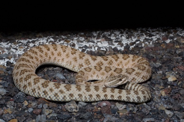 Grand Canyon Rattlesnake (Crotalus oreganus abyssus)