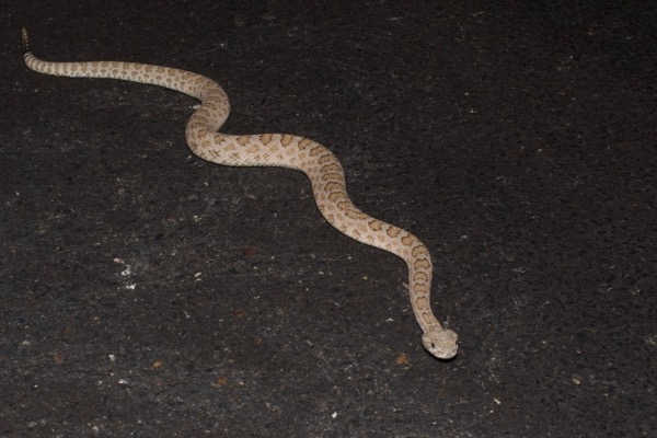 Grand Canyon Rattlesnake (Crotalus oreganus abyssus)