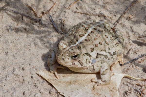 Rocky Mountain Toad (Anaxyrus woodhousii woodhousii)