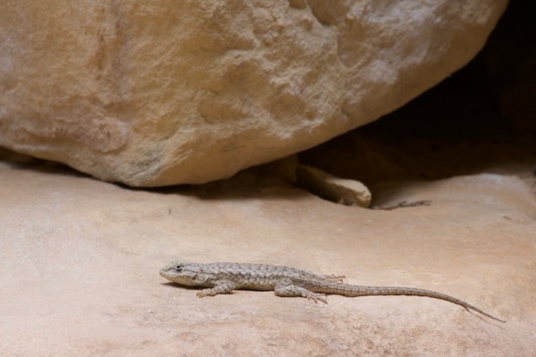 Plateau Lizard (Sceloporus tristichus)