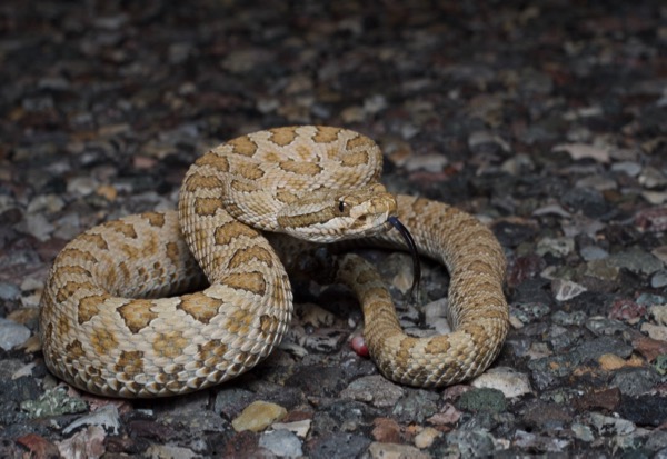 Grand Canyon Rattlesnake (Crotalus oreganus abyssus)