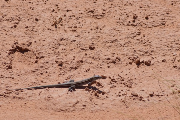 Plateau Striped Whiptail (Aspidoscelis velox)