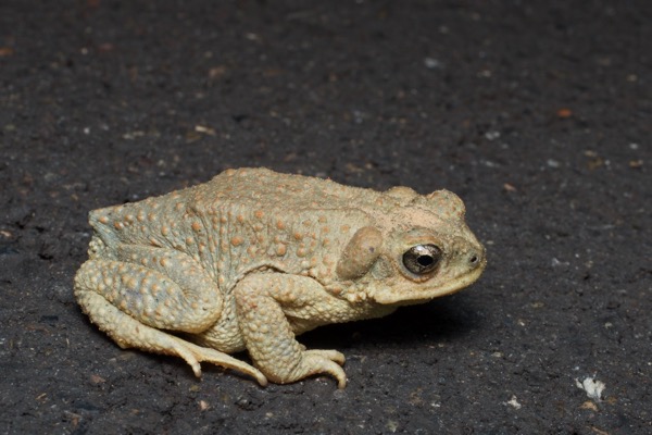 Red-spotted Toad (Anaxyrus punctatus)