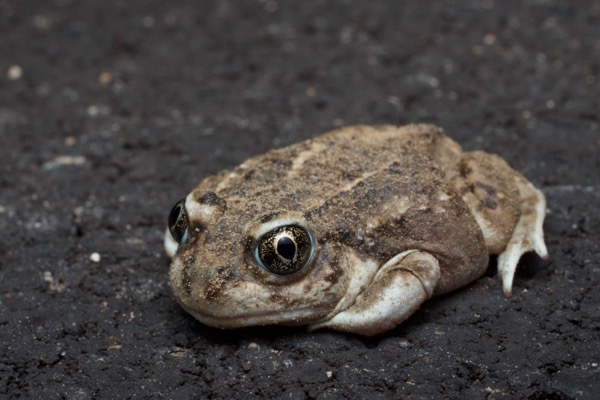 Great Basin Spadefoot (Spea intermontana)