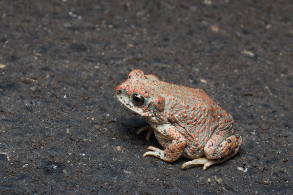 Red-spotted Toad (Anaxyrus punctatus)