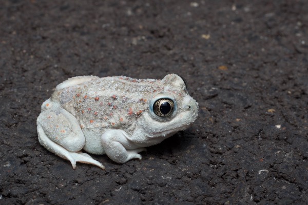 Great Basin Spadefoot (Spea intermontana)