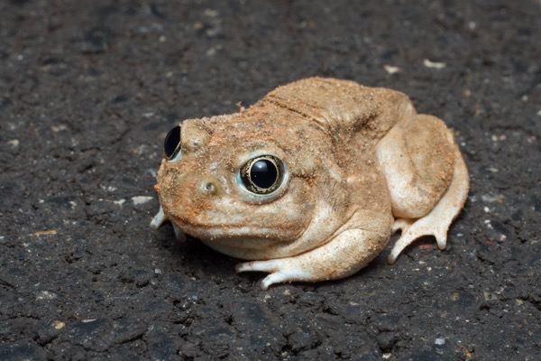 Great Basin Spadefoot (Spea intermontana)