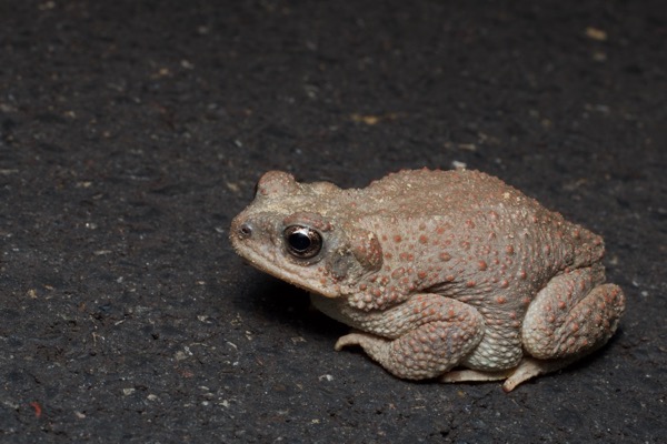 Red-spotted Toad (Anaxyrus punctatus)