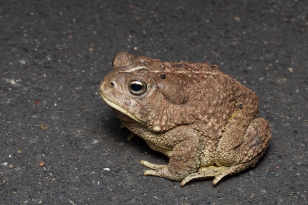 Rocky Mountain Toad (Anaxyrus woodhousii woodhousii)