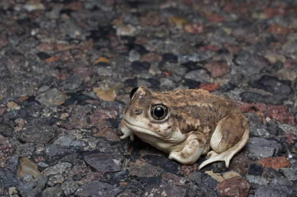 Great Basin Spadefoot (Spea intermontana)