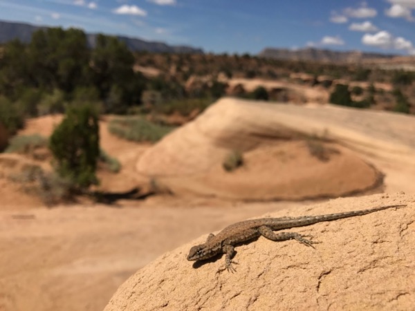 Plateau Side-blotched Lizard (Uta stansburiana uniformis)