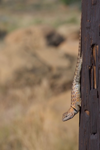 Desert Spiny Lizard (Sceloporus magister)