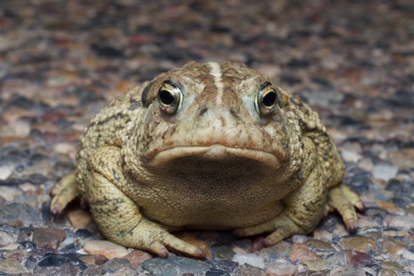 Rocky Mountain Toad (Anaxyrus woodhousii woodhousii)