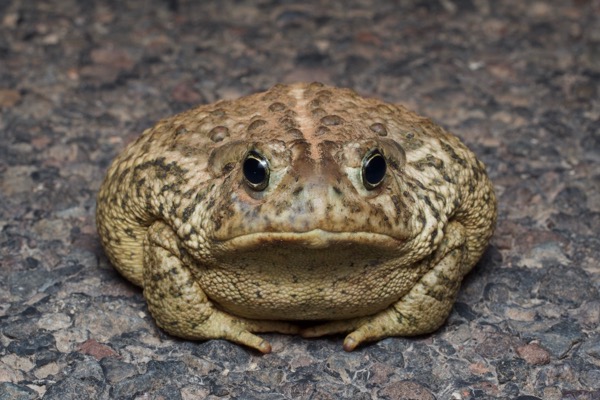 Rocky Mountain Toad (Anaxyrus woodhousii woodhousii)