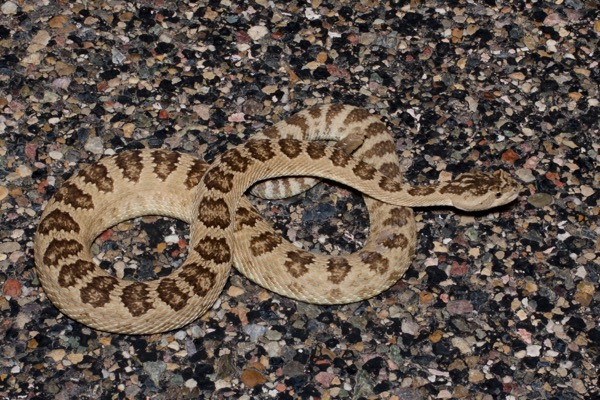 Great Basin Rattlesnake (Crotalus oreganus lutosus)