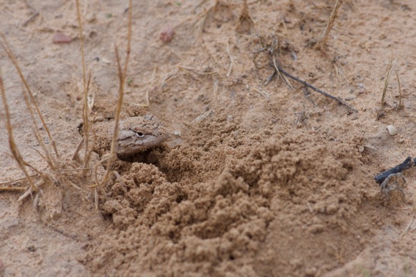 Plateau Lizard (Sceloporus tristichus)