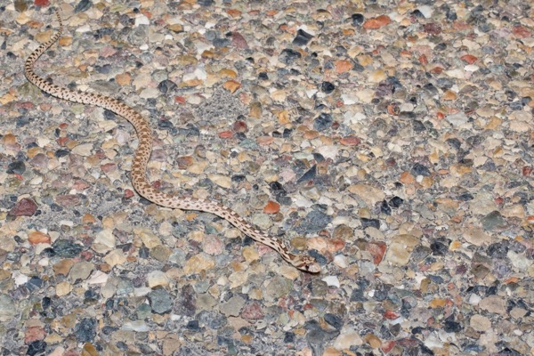 Great Basin Gopher Snake (Pituophis catenifer deserticola)