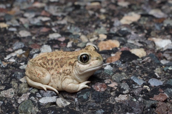 Great Basin Spadefoot (Spea intermontana)