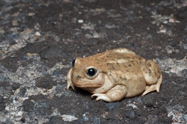 Great Basin Spadefoot (Spea intermontana)