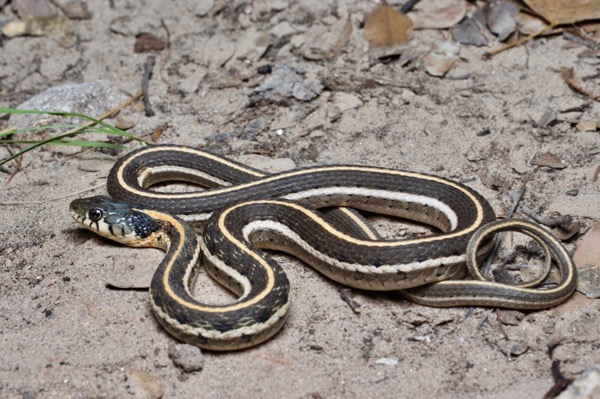 Western Black-necked Gartersnake (Thamnophis cyrtopsis cyrtopsis)