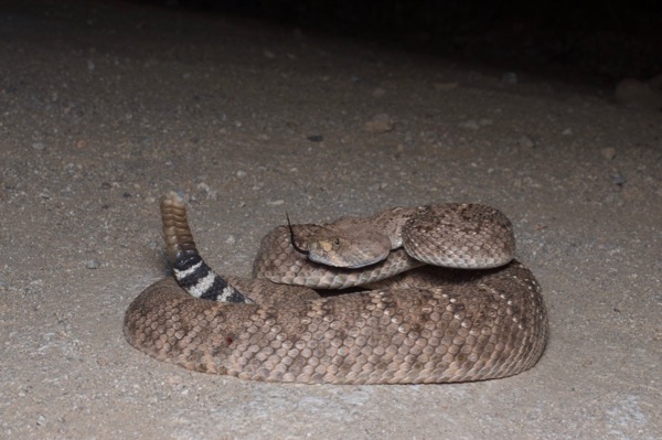 Western Diamond-backed Rattlesnake (Crotalus atrox)