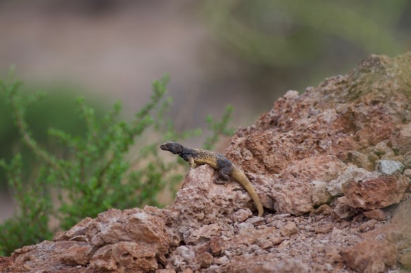 Common Chuckwalla (Sauromalus ater)