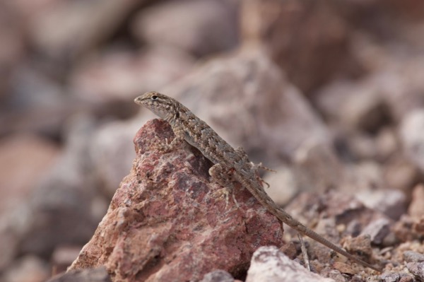 Western Side-blotched Lizard (Uta stansburiana elegans)